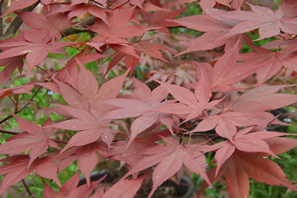 Acer Palmatum Okagami Spring Leaves
