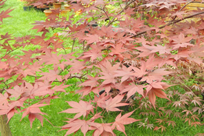 Acer Palmatum Okagami Summer