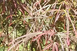 Acer Palmatum Red Pygmy Spring Leaf