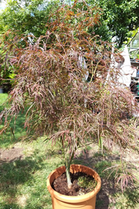 Acer Palmatum Red pygmy