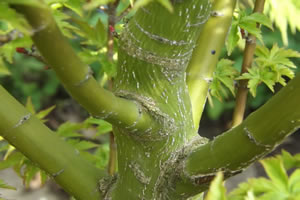 Acer Palmatum Shishigashira Bark1