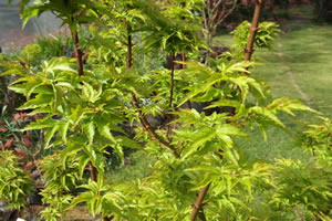 Acer Palmatum Shishigashira Branch