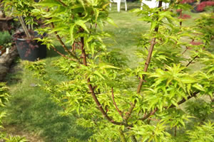 Acer Palmatum Shishigashira Branch1