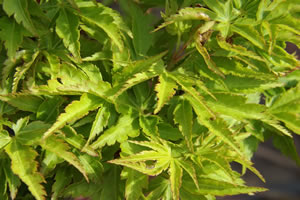 Acer Palmatum Shishigashira Leaf Cluster