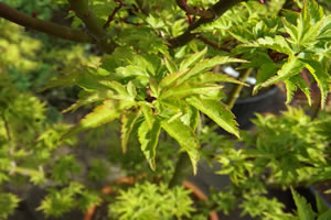 Acer Palmatum Shishigashira Autumn Leaf