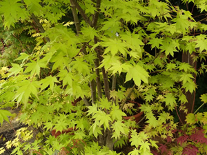 Acer Palmatum Summer Gold Branches