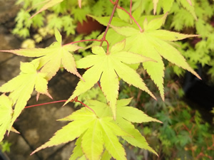 Acer Palmatum Summer Gold Leaves