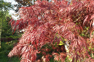 Acer Palmatum Tamukeyama Spring