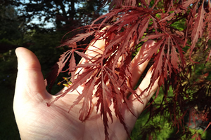 Acer Palmatum Tamukeyama Spring Leaf