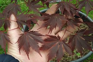 Acer Palmatum Shirasawanum Yasemin Autumn Leaf