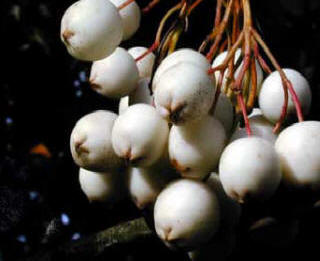 Sorbus cashmeriana - White Berried Mountain Ash