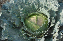 A typical Brassica family menber - Savoy cabbage