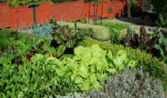 Lettuace are good plant crops for inter-cropping
