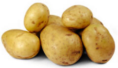 Main crop potatoes