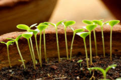 Indoor sown vegetable seedlings