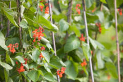 Flowering Runner Beans - Care with spraying at this time