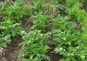 Leeks and Potatoes growing in organic soil