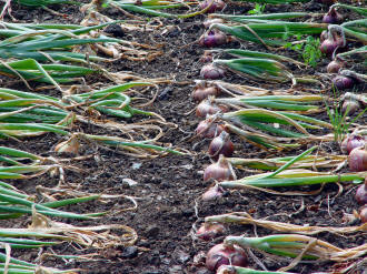 Onions folded over for ripening