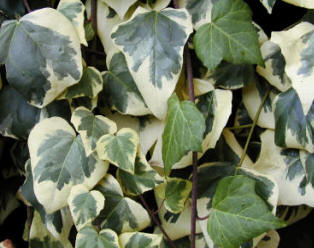 Variegated Ivy - whilst an ornamental plant - can also be invasive, so steps are sometimes necessary to eradicate it.