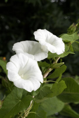 Image shows the Bindweed (Convolvulus arvensis) at the flowering stage, which is a good stage in it's lefecycle to kill it with Glyphosate weedkiller